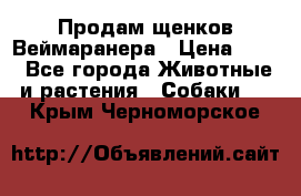 Продам щенков Веймаранера › Цена ­ 30 - Все города Животные и растения » Собаки   . Крым,Черноморское